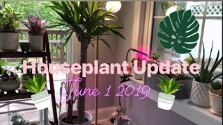 Houseplant Update: June 1 2019 screenshot 1