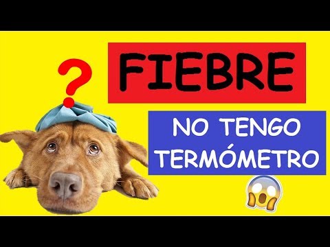 fiebre canina tratamiento casero