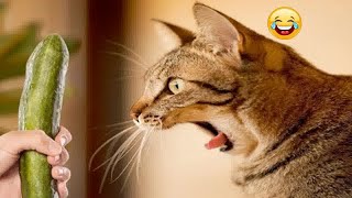 😸😻 Funny Dog And Cat Videos 🤣🐱 Funniest Animals # 25