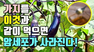 가지를 이것과 같이 먹으면 암세포가 사라진다!(심혈관 질환 예방, 혈당 조절 포함) 가지를 이것과 같이 먹으면 암세포가 사라진다!(심혈관 질환 예방, 혈당 조절 포함)