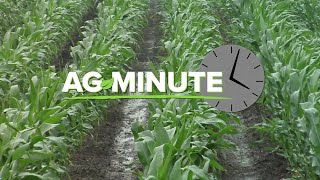 Ag Minute #943 Rainy Spring Weather (Air Date 3-17-19)