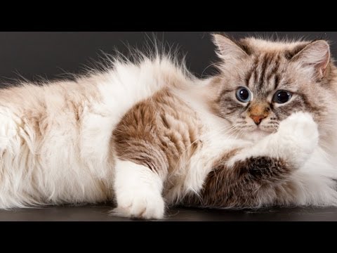 7 Things You May Not Realize About Your Cat