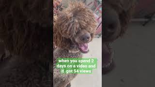 That made me cry #dog #poodle #funny #cute