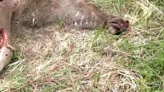 Задержиние Смоленских браконьеров. Видео от охотинспектора.