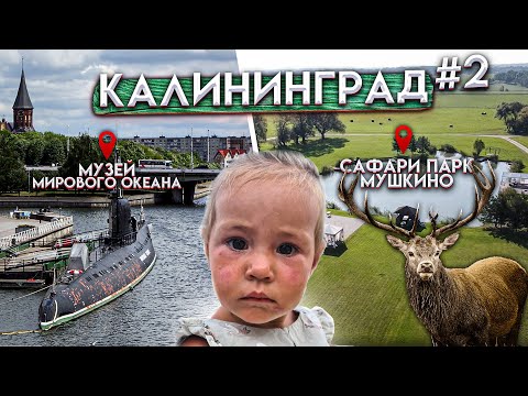 Video: Safari katika Kaliningrad