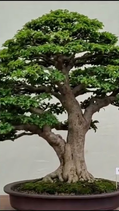 Pesona bonsai kelas bintang #shorts #bonsai #tropicalbonsai #bonsaitropis