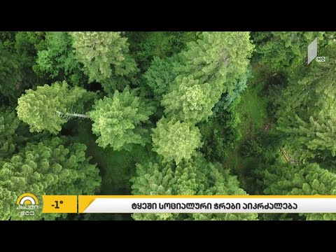 ტყეში ე.წ. სოციალური ჭრა აიკრძალება