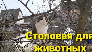 Весенняя Столовая для Котов./Овчарки и Птиц