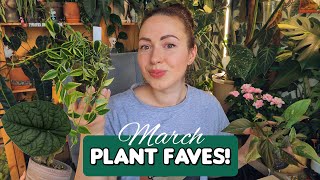 March houseplant favorites rescued, pink, variegated and other plants