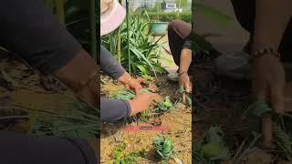 Why Farmers Tie Onion Leaves
