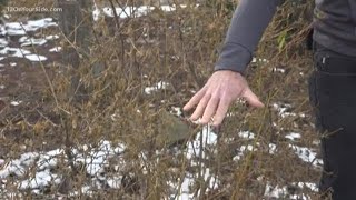 Pruning perfection this winter