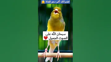 صوت كناري لتهييج الأنثى ووضعها في وضعية التلقيح 