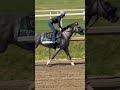Napoleon Solo warms up before DOMINATING the Preakness Stakes 🏇🔥 #shorts