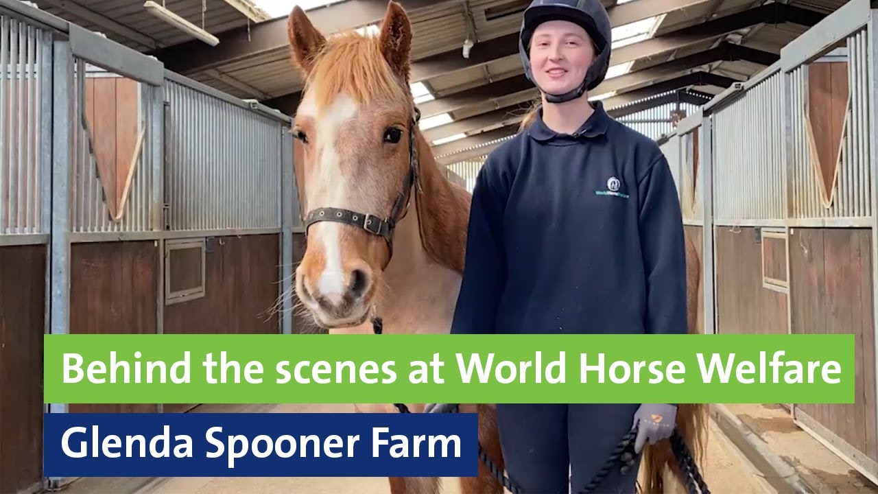 Behind The Scenes At World Horse Welfare Glenda Spooner Farm YouTube Behind The Scenes At World Horse Welfare Glenda Spooner Farm YouTube