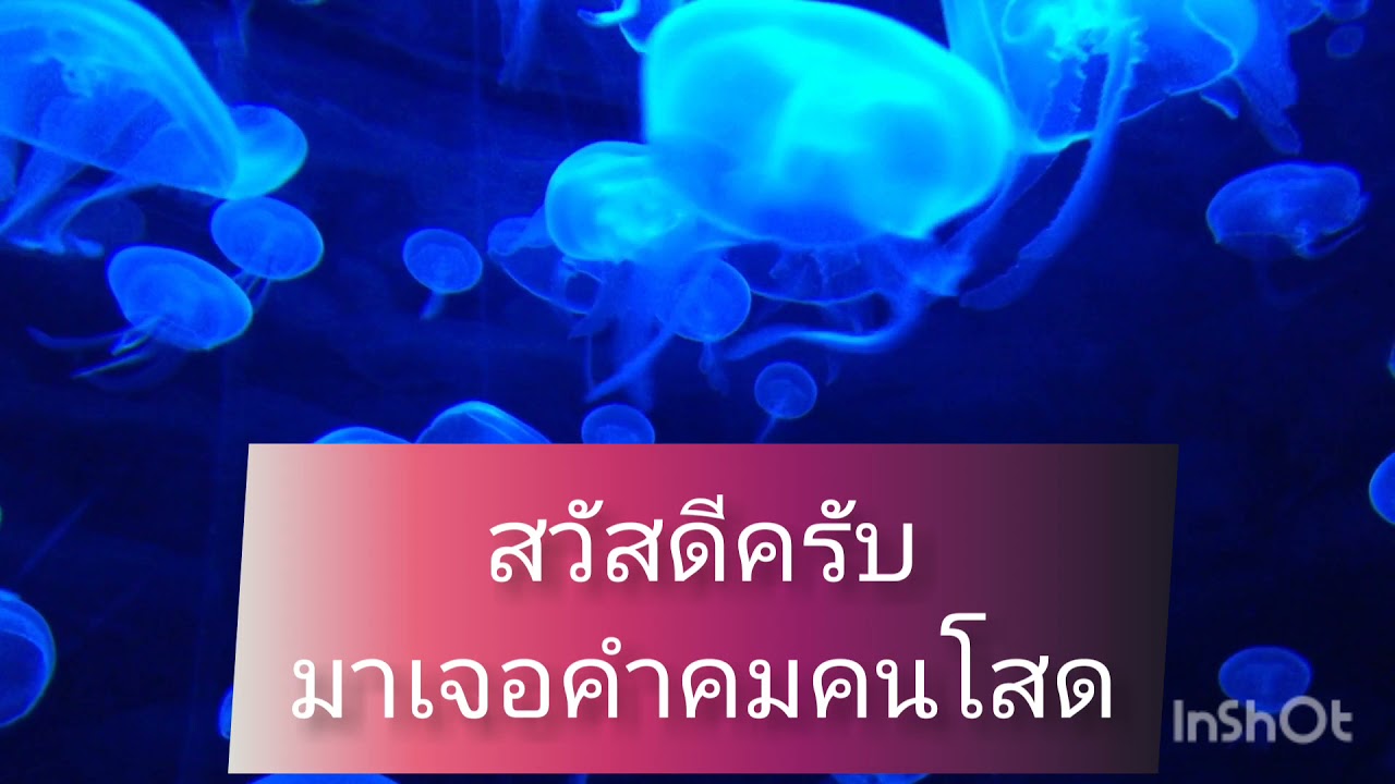 โสด คำคม  Update New  คำคมคนโสด