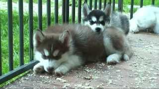 Husky Puppy