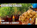 How to Grow Ginger in Containers To Get a HUGE Harvest!