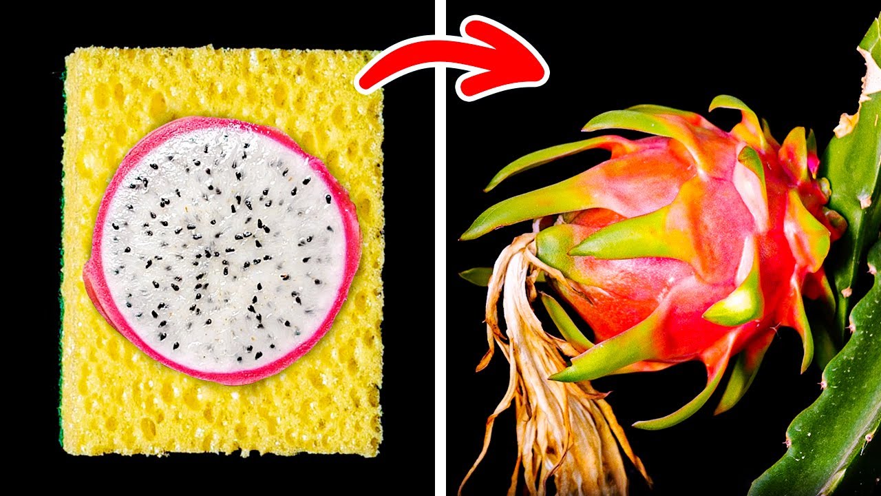 EINFACHE ABER GENIALE HACKS FÜR DAS SCHNELLE ZÜCHTEN VON PFLANZEN