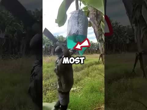 حصاد الموز الأكثر إرضاء الذي ستراه على الإطلاق