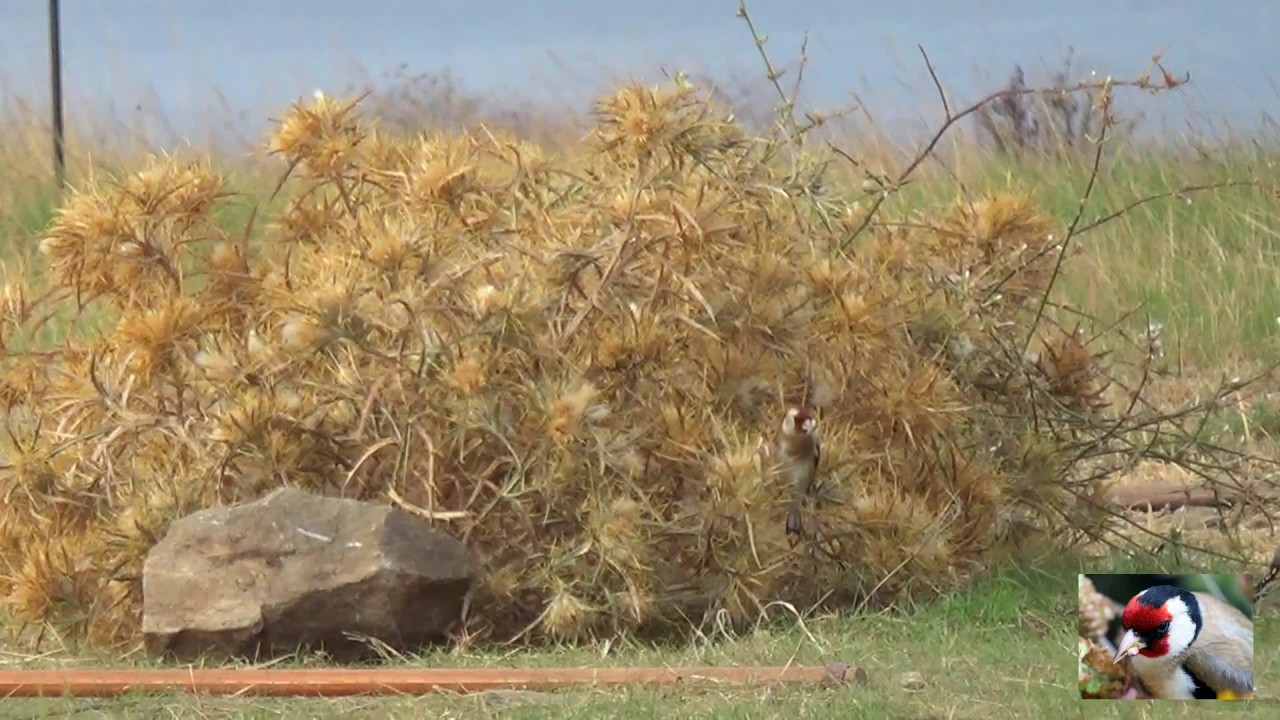 Silvestrismo en Almuñecar,lances 2016!!!