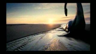 The Tree Of Life - Plesiosaur