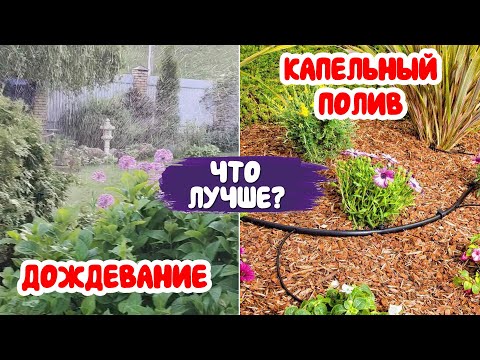 Видео: Почему у нас нет капельного автополива? Чем он опасен для растений? И как мы поливаем сад?