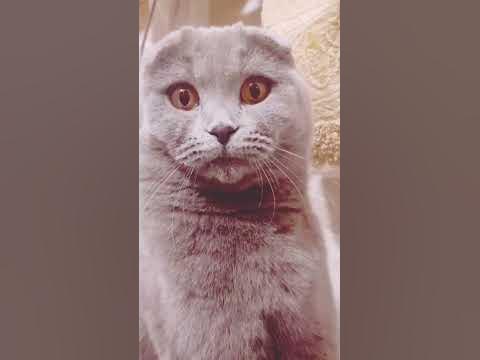 Спать Пора Спокойной Ночи #котики - YouTube