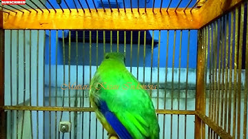 Masteran Cucak Cungkok Istimewa ~Isian Kasaran Tajam Rapat ~Tembakan Istimewa Masteran Burung Lomba