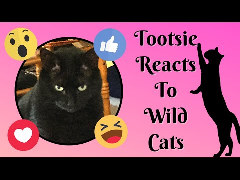687) Tootsie Reacts to Wild Cats