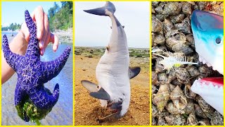Catching Seafood 🦂🦀🐙 ASMR Relaxing 🦈Catch Shark 🐟 Catch Fish 🐠Deep Sea Monster (Tik Tok #1292)