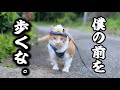 #8【日常・散歩】もんちゃん特技披露！わがままダイナマイトボディなペックル！？