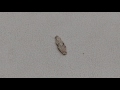 Cocoon of Clothes Moth