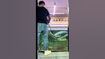 Thả con cá mấp vào bể hải tượng