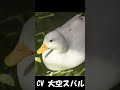 アヒルの鳴き声がスバルでもきっとバレない　#shorts