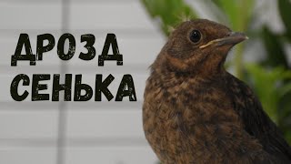 Спасти Дрозда Сеньку | Спасение Чёрного дрозда | HD