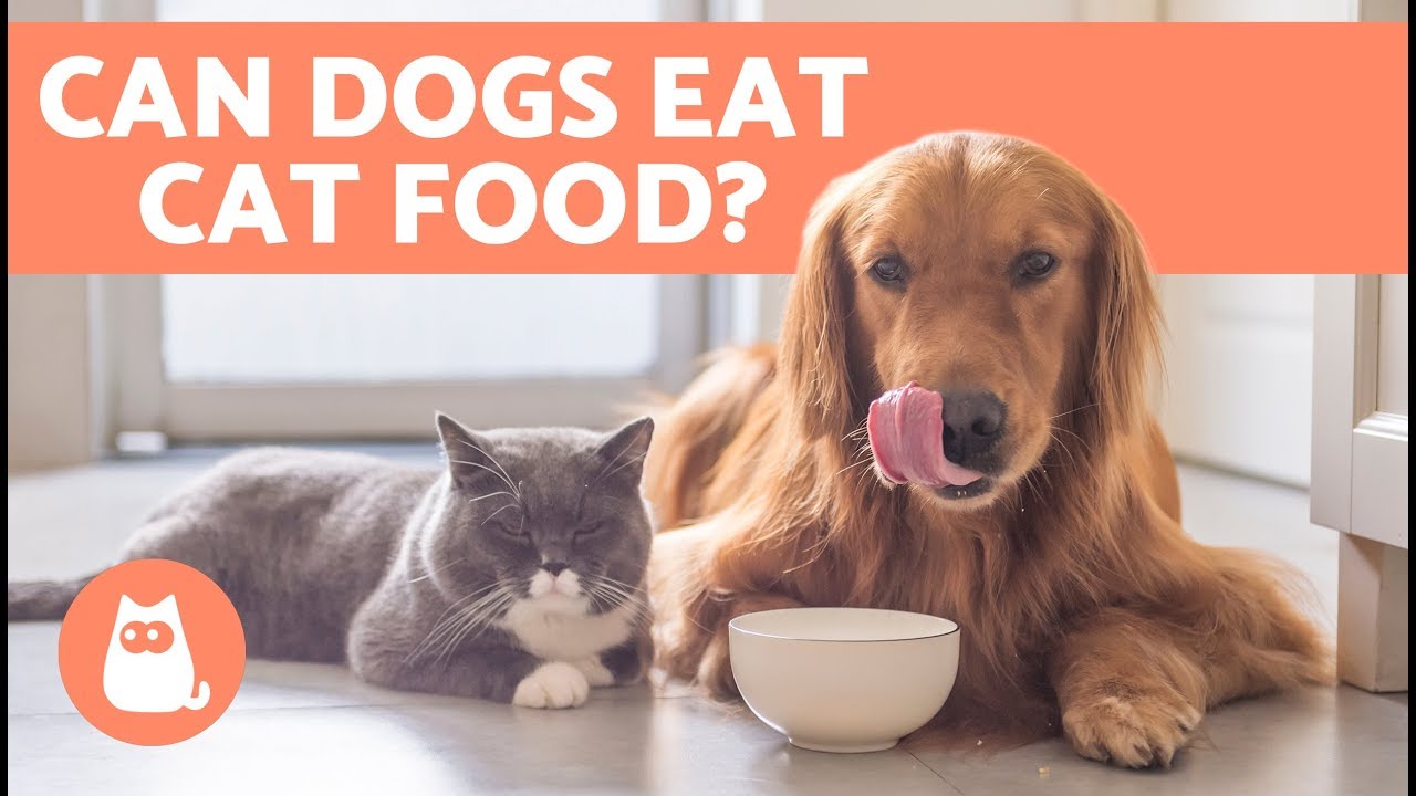 ok for dogs to eat cat food