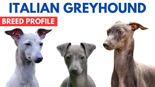 Italian Greyhound Breed Profile History  Price  Traits  Italian Greyhound Dog Grooming Needs