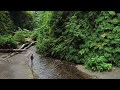 Fern Canyon | Prairie Creek Redwoods State Park Overview