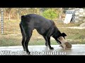 #caesper #puedpien #welpe #welpen #dog #dogs #rex #hund #baby #puppys #puppies #saengarun #isaan