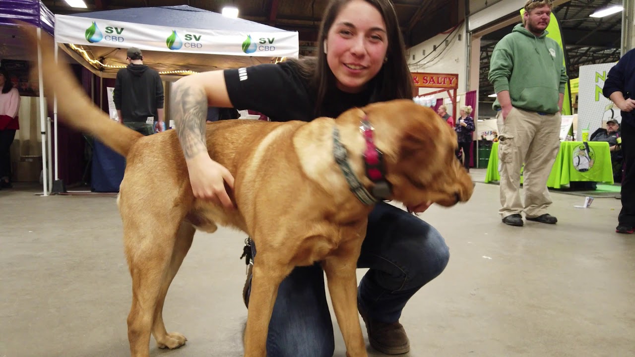 Exton Dog Trainers OLK9 Lehigh Valley 1 Year Old Labrador