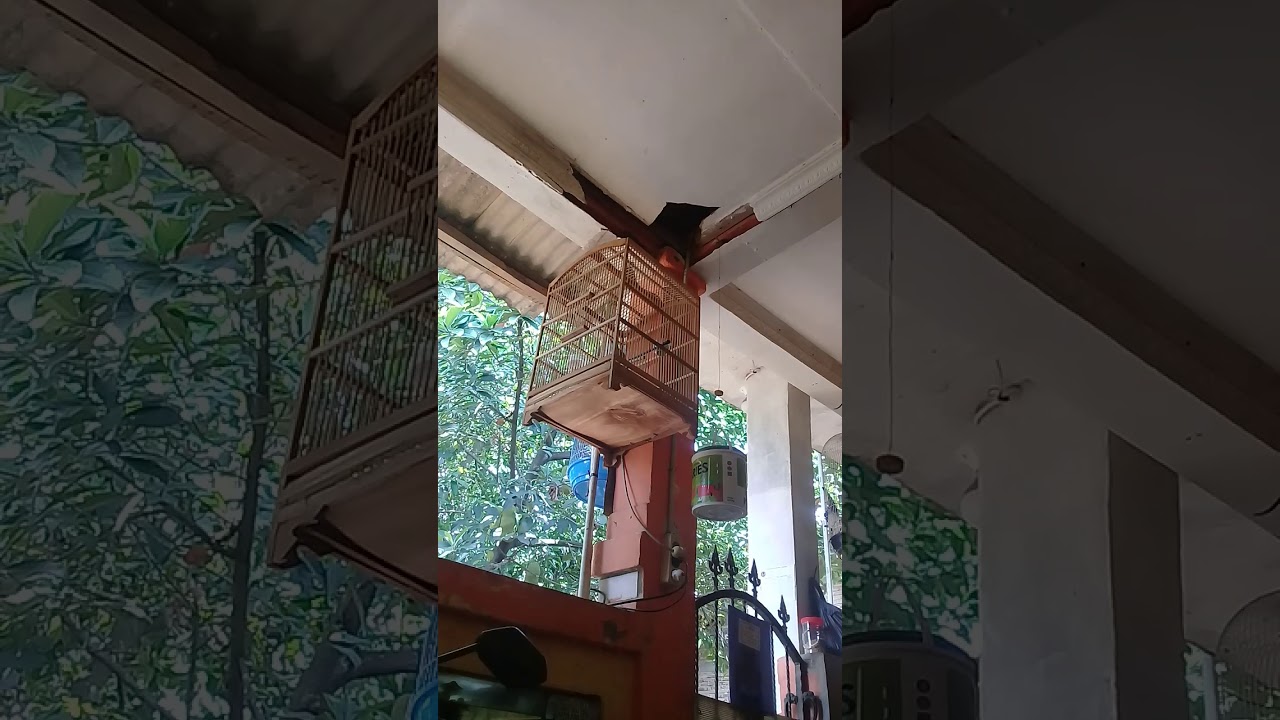 Burung pentet udh bunyi luar biasa 