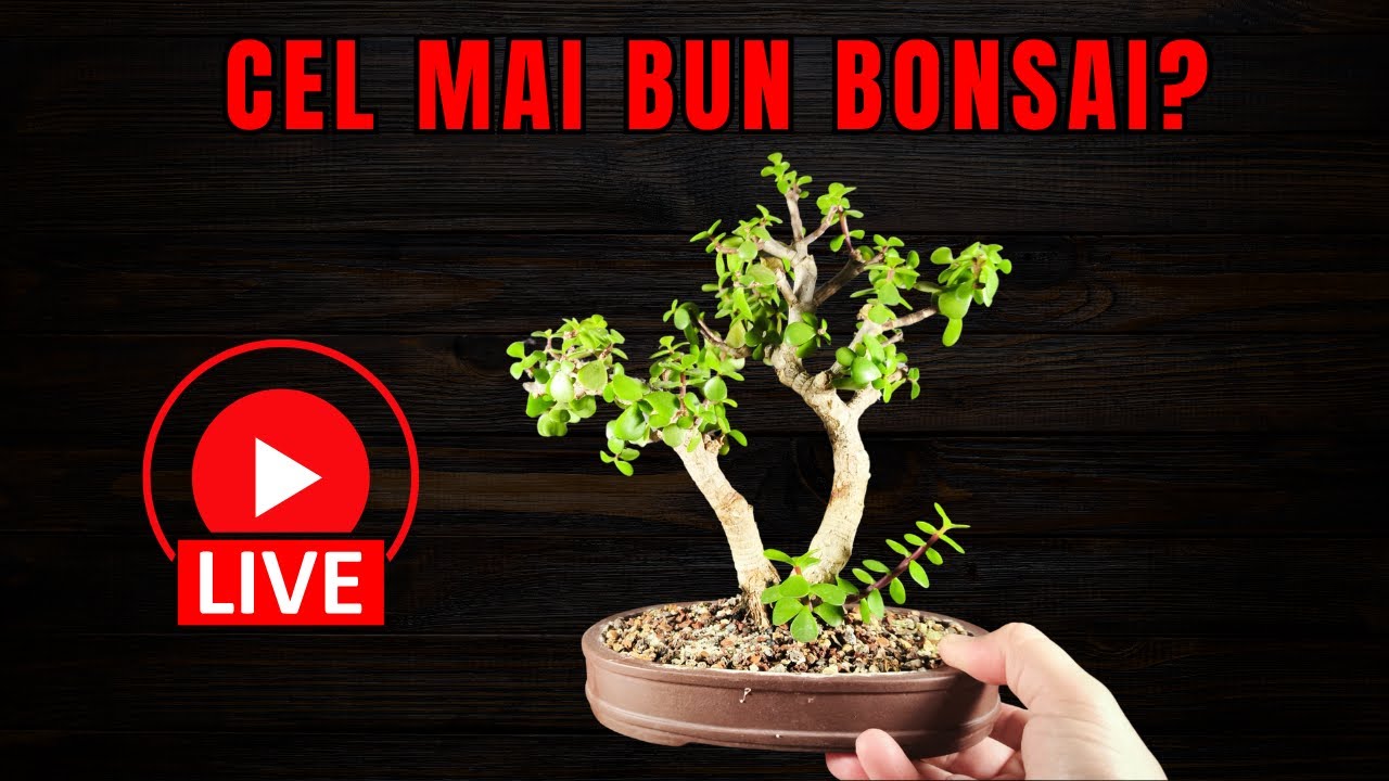 Cea mai buna alegere in BONSAI