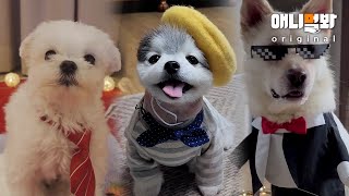 그동안 이 강아지들을 사랑해주셔서 감사합니다‍♀ㅣThank You For Loving These Dogs