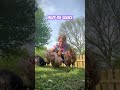 Enjoy the silence #relaxing #yoga #chicken