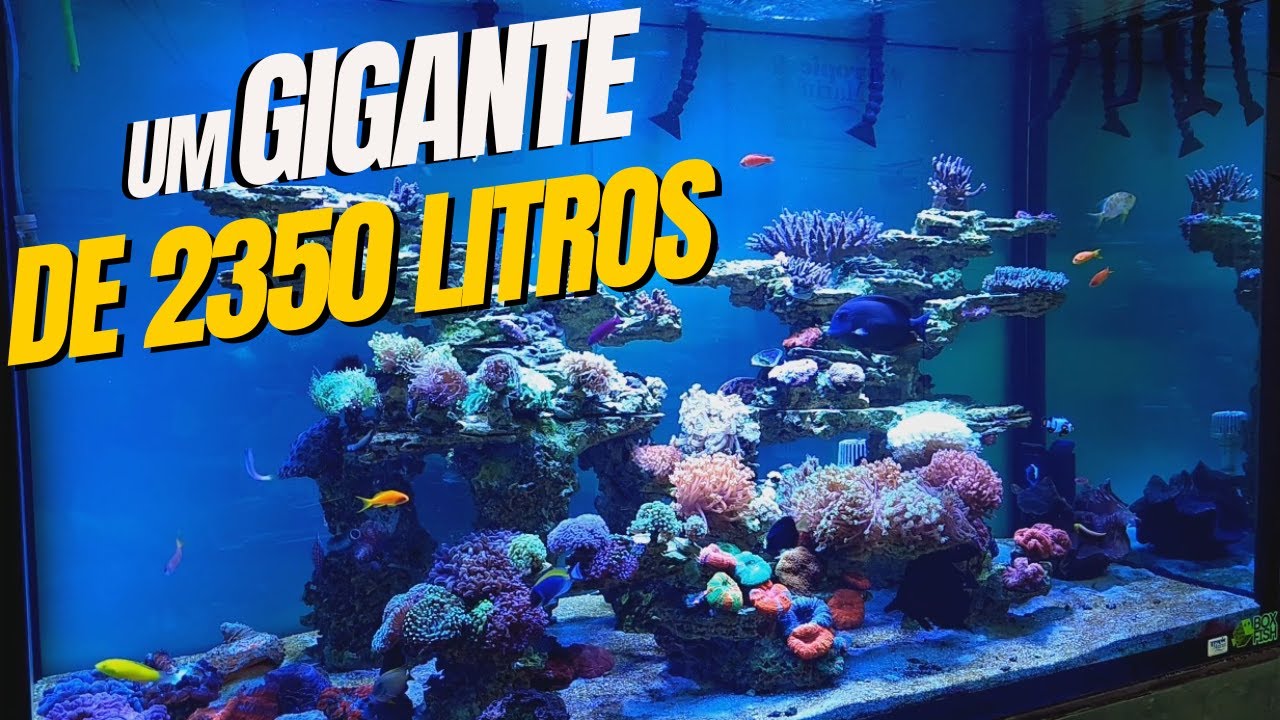 Após 6 meses montado! Como ficou o Aquário Gigante de 2350 litros da Box Fish ?