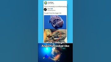 Anglerfish are tiny 😭