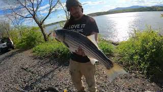 Hudson river striper fishing 15 fish caught by Dan Wheeler 1,826 views 11 months ago 33 minutes