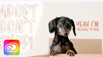 Master Comedic Timing with Spark Animations featuring Lisa Boghosian | Adobe Creative Cloud