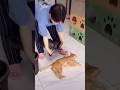 他人の猫は甘える🐱俺が出会ったのは修行中😹 #cat #にゃんこ #shorts