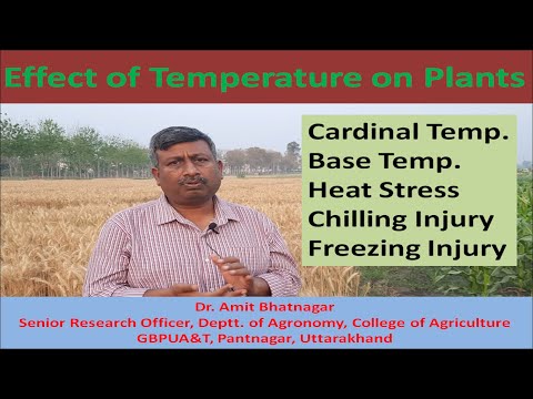 וִידֵאוֹ: לחץ טמפרטורה בצמחים - כיצד משפיעה הטמפרטורה על צמיחת הצמח?